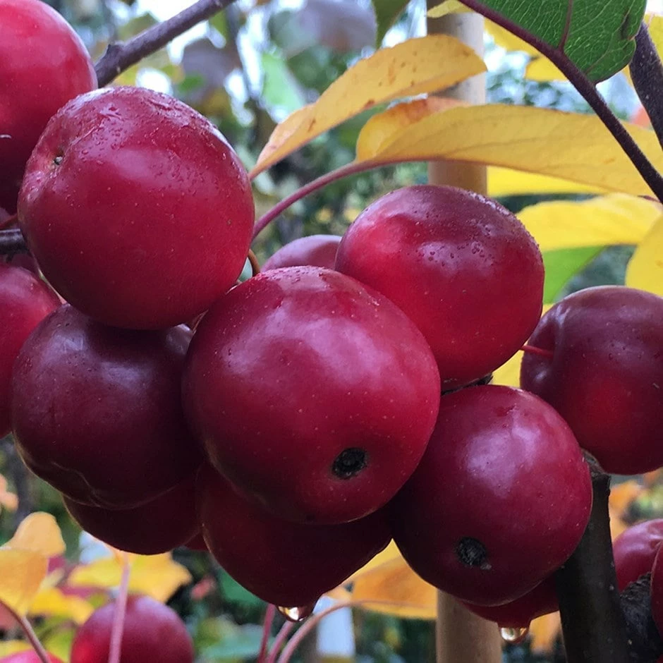 Malus × Atrosanguinea 'Gorgeous' 3 Malus × Atrosanguinea 'Gorgeous'