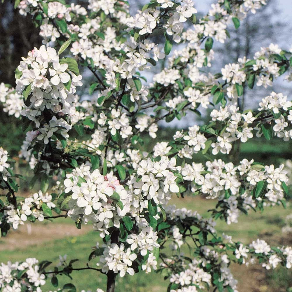Malus × Atrosanguinea 'Gorgeous' 4 Malus × Atrosanguinea 'Gorgeous' - Image 2