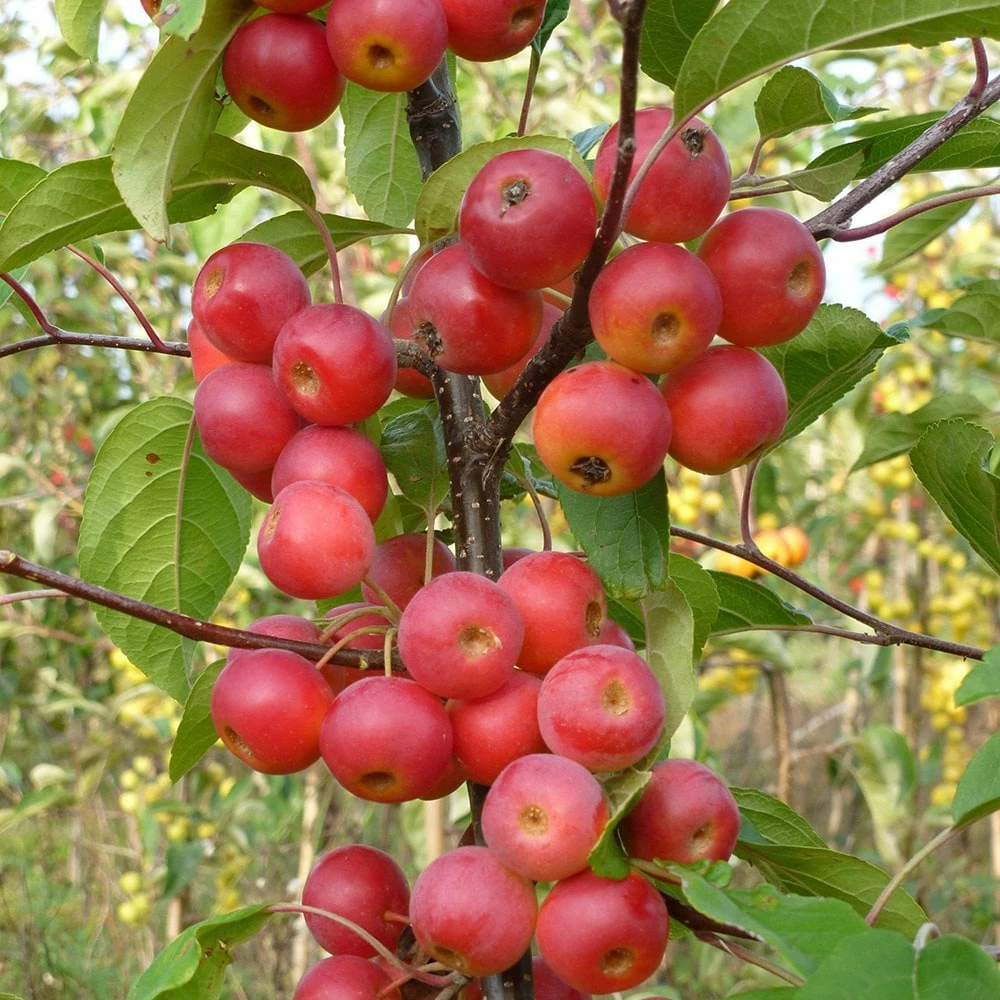 Malus × Atrosanguinea 'Gorgeous' 6 Malus × Atrosanguinea 'Gorgeous' - Image 4