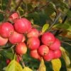 Malus Jelly King ('Mattfru') -plant store pl2000042641