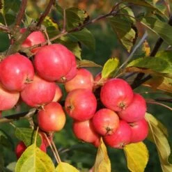 Malus Jelly King ('Mattfru')