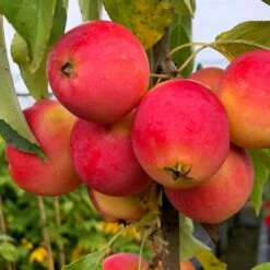 Malus Jelly King ('Mattfru') -plant store pl2000042641 card4 lg
