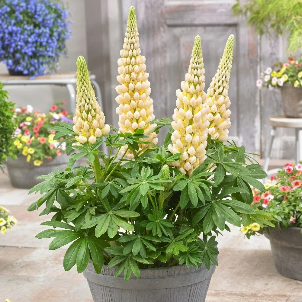 Lupinus 'Cashmere Cream' (PBR) 4 Lupinus 'Cashmere Cream' (PBR) - Image 2