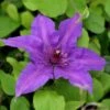 Clematis Edda ('Evipo074') (PBR) (Boulevard Series) -plant store pl2000042728