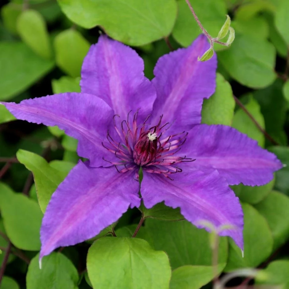 Clematis Edda ('Evipo074') (PBR) (Boulevard Series) 3 Clematis Edda ('Evipo074') (PBR) (Boulevard Series)