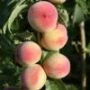 Peach 'Peregrine' -plant store pl2000042756