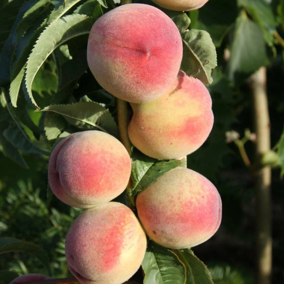 Peach 'Peregrine' 3 Peach 'Peregrine'