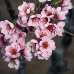 Peach 'Peregrine' 5 Peach 'Peregrine' -plant store pl2000042756 card2 lg