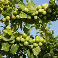 Gage 'Stella's Star' (PBR)