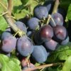 Damson 'Merryweather Damson' 2 Damson 'Merryweather Damson' -plant store pl2000042766