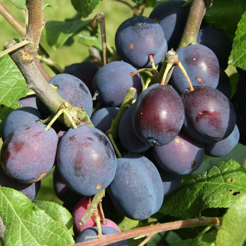 Damson 'Merryweather Damson' 3 Damson 'Merryweather Damson'