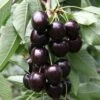 Cherry 'Kordia' 2 Cherry 'Kordia' -plant store pl2000042773