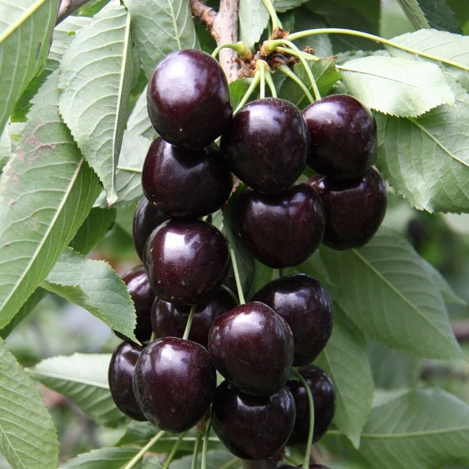 Cherry 'Kordia' 3 Cherry 'Kordia'