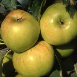 Apple 'Bountiful'