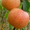 Apple 'Charles Ross' -plant store pl2000042783