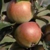 Apple 'Dabinett' (Cider) 1 Apple 'Dabinett' (Cider) -plant store pl2000042786