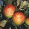 Apple 'Sunset' 2 Apple 'Sunset' -plant store pl2000042791
