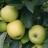 Apple 'Greensleeves' (PBR) 2 Apple 'Greensleeves' (PBR) -plant store pl2000042798