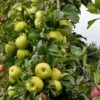 Apple 'Limelight' -plant store pl2000042804
