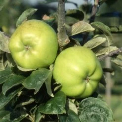 Apple 'Lord Derby'