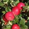 Apple 'Red Devil' -plant store pl2000042808