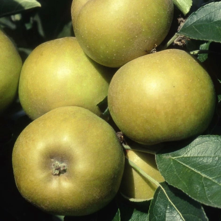 Apple 'Ashmead's Kernel' 3 Apple 'Ashmead's Kernel'