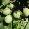 Greengage 'Denniston's Superb' 2 Greengage 'Denniston's Superb' -plant store pl2000042852