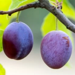 Greengage 'Reine-Claude Violette'