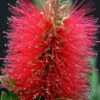 Callistemon Viminalis Inferno ('Yanferno') (PBR) -plant store pl2000043060