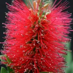 Callistemon Viminalis Inferno ('Yanferno') (PBR)