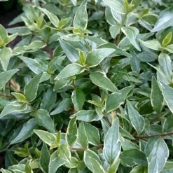Abelia × Grandiflora Lucky Lots ('Wevo2') (PBR) -plant store pl2000043067 card3 lg