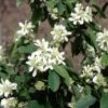 Amelanchier Alnifolia 'Obelisk' (PBR) 2 Amelanchier Alnifolia 'Obelisk' (PBR) -plant store pl2000043110