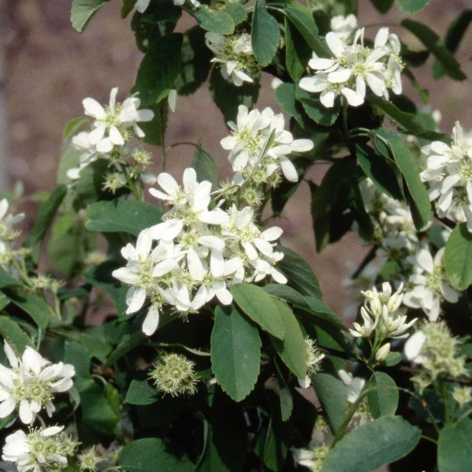 Amelanchier Alnifolia 'Obelisk' (PBR) 3 Amelanchier Alnifolia 'Obelisk' (PBR)