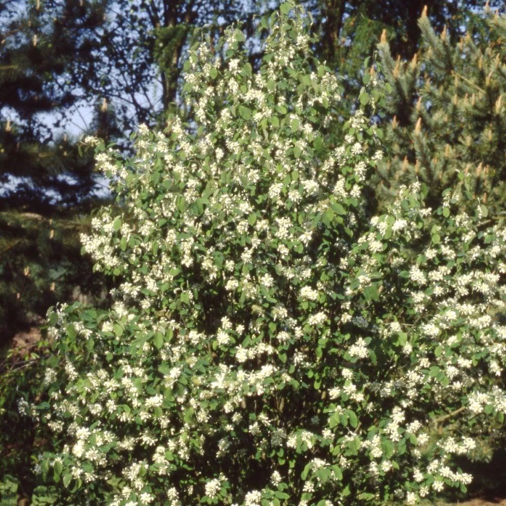 Amelanchier Alnifolia 'Obelisk' (PBR) 4 Amelanchier Alnifolia 'Obelisk' (PBR) - Image 2