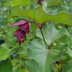 Leycesteria Formosa 'Purple Rain'