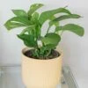 Monstera Pinnatipartita -plant store pl2000043220