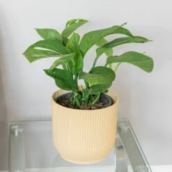 Monstera Pinnatipartita -plant store pl2000043220 card3 lg