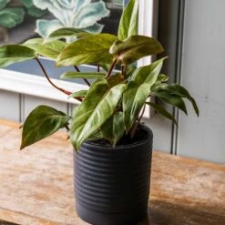 Philodendron 'Painted Lady' -plant store pl2000043224 card3 lg