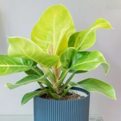 Philodendron 'Moonlight' -plant store pl2000043226 card3 lg