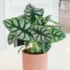 Alocasia 'Silver Dragon' -plant store pl2000043236