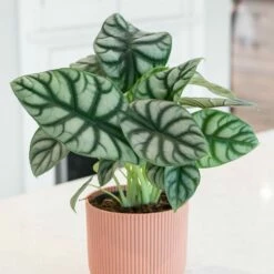 Alocasia 'Silver Dragon'