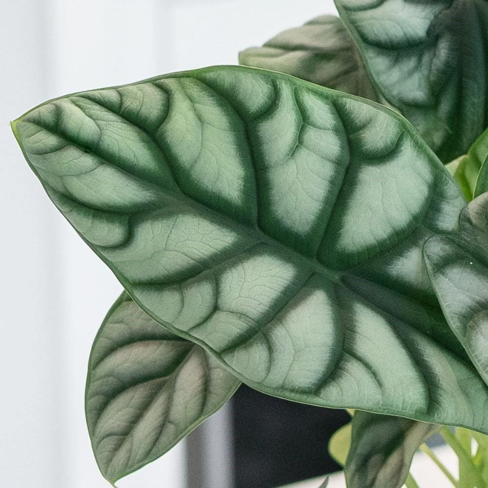 Alocasia 'Silver Dragon' 4 Alocasia 'Silver Dragon' - Image 2