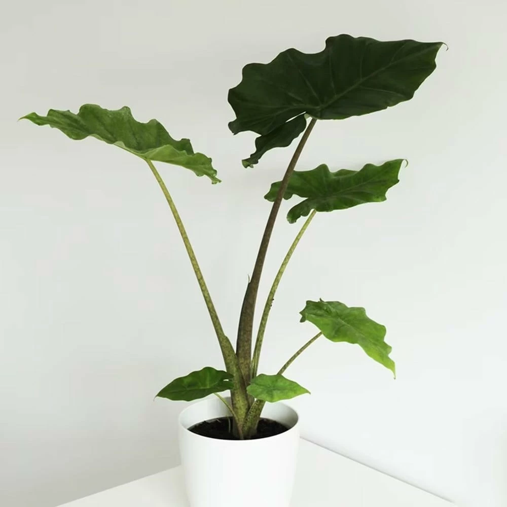 Alocasia 'Portodora' 4 Alocasia 'Portodora' - Image 2