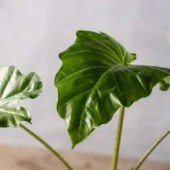 Alocasia 'Portodora' 8 Alocasia 'Portodora' -plant store pl2000043238 card3 lg