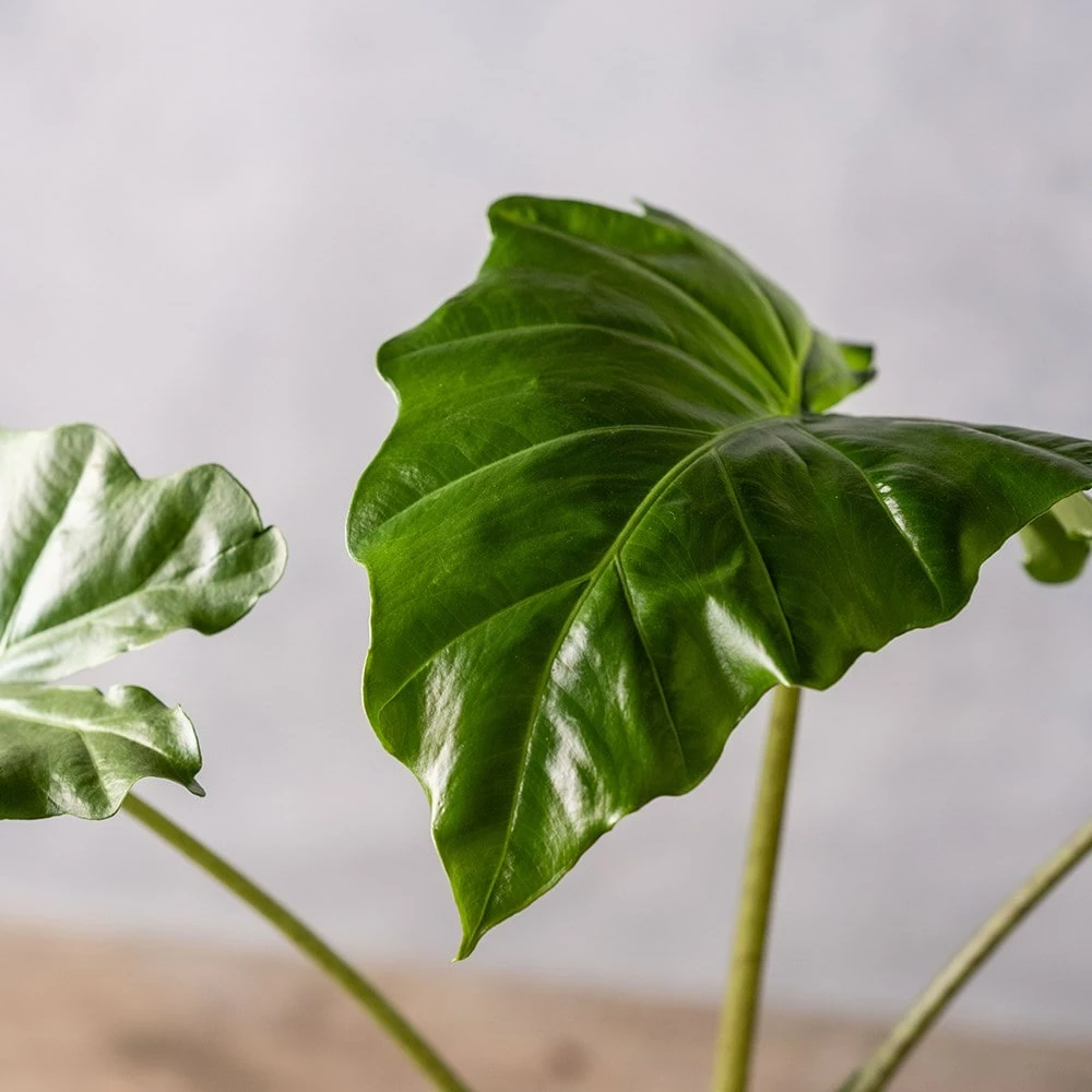 Alocasia 'Portodora' 5 Alocasia 'Portodora' - Image 3