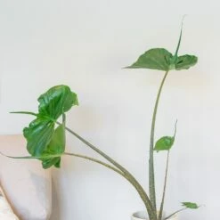 Alocasia 'Stingray' 7 Alocasia 'Stingray' -plant store pl2000043240 card3 lg