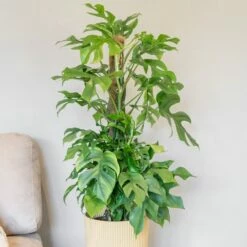 Rhaphidophora Tetrasperma 7 Rhaphidophora Tetrasperma -plant store pl2000043241 card3 lg