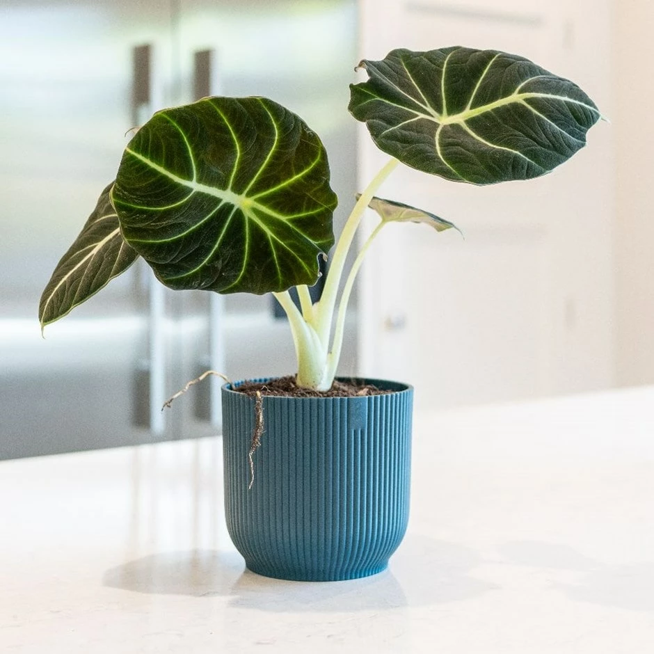 Alocasia 'Black Velvet' 3 Alocasia 'Black Velvet'