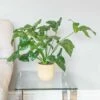 Philodendron 'Fun Bun' -plant store pl2000043243