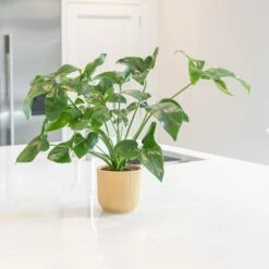 Philodendron 'Fun Bun' -plant store pl2000043243 card3 lg